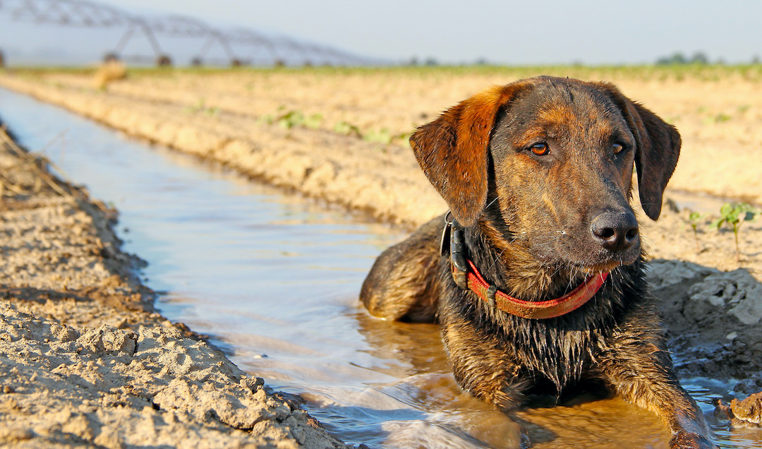 What States Allow Hunting With Dogs